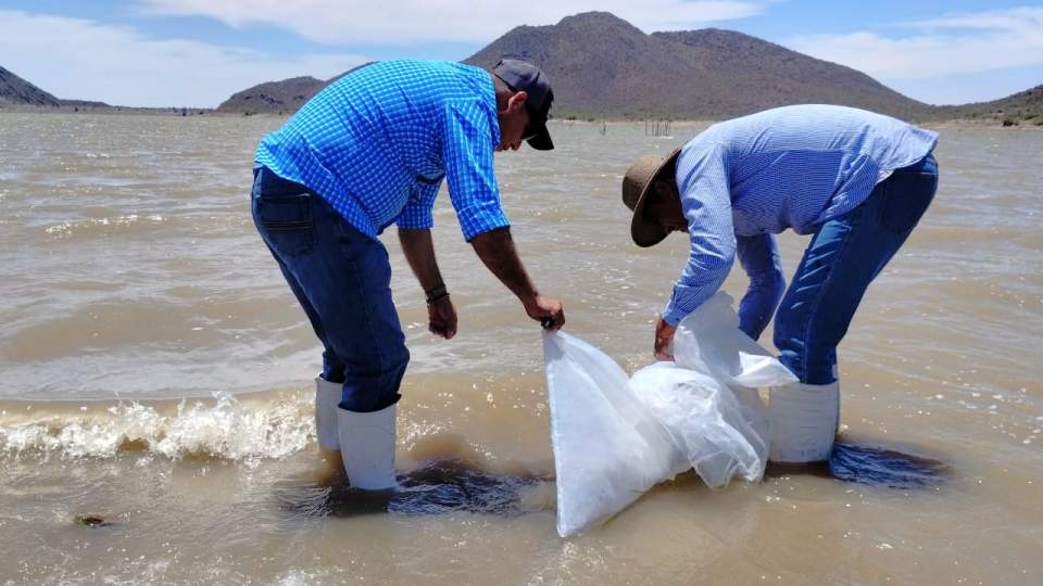 Siembra de 30,000 crías de tilapia en la presa  "El Molinito"